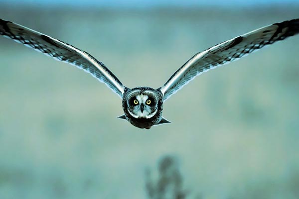 Brown+to+Green+Owl
