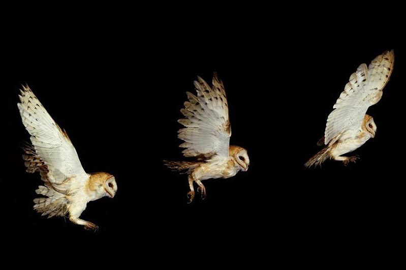 Owl-Training-shutterstock_1652764066